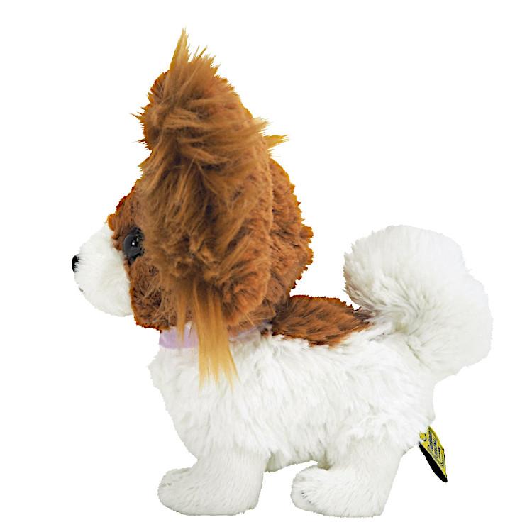 PUPS! パピヨン ブラウン パピヨン ブラウン