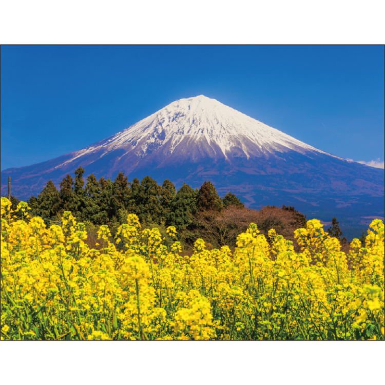 【2027年カレンダー・手帳】富士山の四季 壁掛けカレンダー 富士山の四季