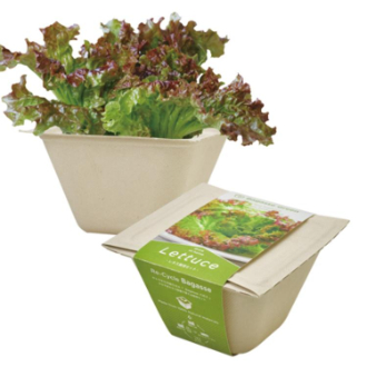 Bagasse Green レタス