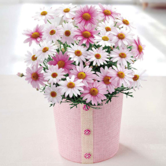 [母の日ギフト]マーガレット（さくらべーる） MR37-11 81001