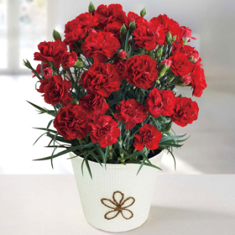 [母の日ギフト]カーネーション（感謝の気持ち） MC37-1 81002