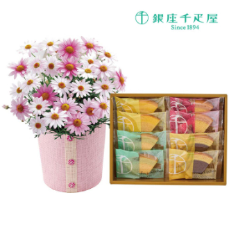 [母の日ギフト]マーガレット（さくらべーる）と「銀座千疋屋」銀座フルーツクーヘン C40-3 81009