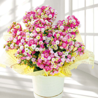 [母の日ギフト]カランコエ（メイリーブーケ） MA38-4 81011