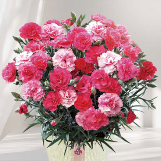 [母の日ギフト]カーネーション（さくらもなか） MR37-3 81012