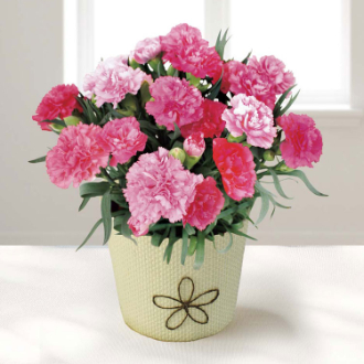 [母の日ギフト]カーネーション（ホットハート） MA37-3 81013