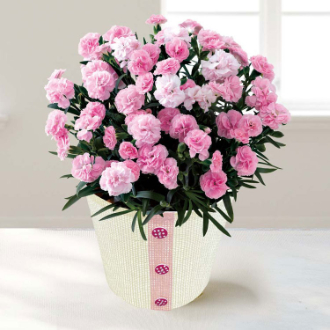 [母の日ギフト]カーネーション（バンビーノ） MC37-7 81014