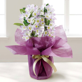 [母の日ギフト]デンドロビウム 桃系 MU37-13 81016