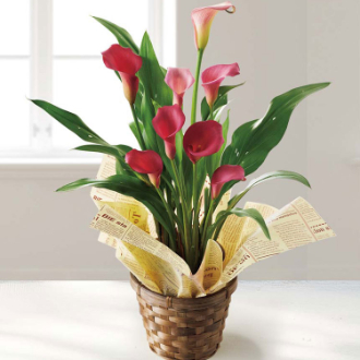 [母の日ギフト]カラー（チェリーソルベ） MY37-32C 81017