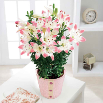 [母の日ギフト]ユリ（シュガーラブ） MR37-7 81018