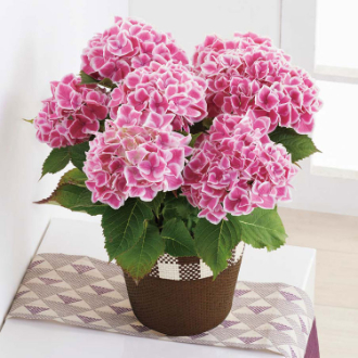 [母の日ギフト]アジサイ（ファーストレディ） MC37-6 81019