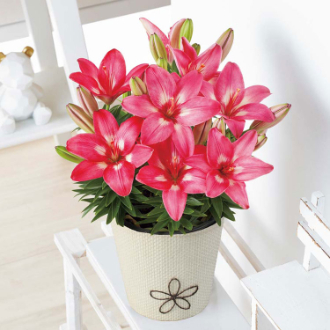 [母の日ギフト]ユリ（ロザリン） MS37-10 81020