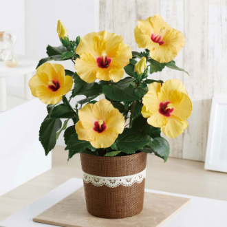 [母の日ギフト]ハイビスカス（アドニスイエロー） MA37-2C 81021