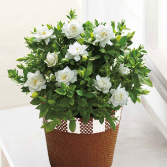 [母の日ギフト]ガーデニア MR37-8 81022