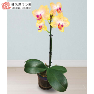[母の日ギフト]マイクロ胡蝶蘭（ゴールドベイビー） MC37-3 81023