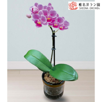 [母の日ギフト]マイクロ胡蝶蘭（ピコ） MC37-4 81024