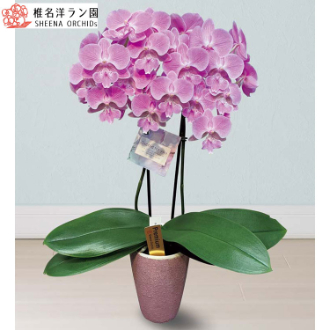 [母の日ギフト]胡蝶蘭（ビックリップキティ） MC37-5 81025