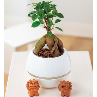 [母の日ギフト]ガジュマル シーサー MFY37-2 81030