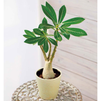 [母の日ギフト]アデニウム MCA37-1 81031